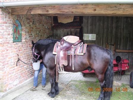 pferd223.JPG pferd223.JPG